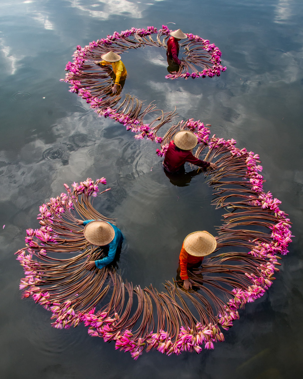 Harvesting Water Lily Poster och Canvastavla