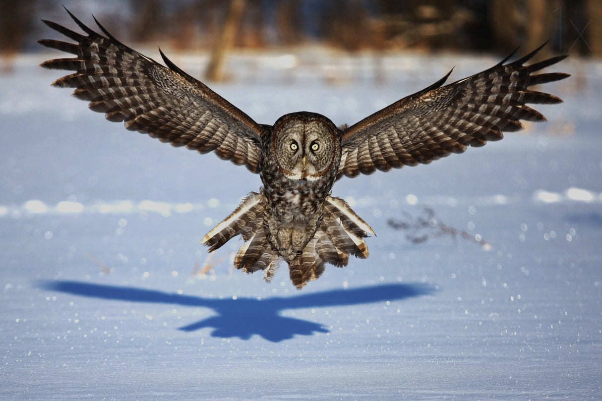 In your face - Great Grey Owl Poster och Canvastavla