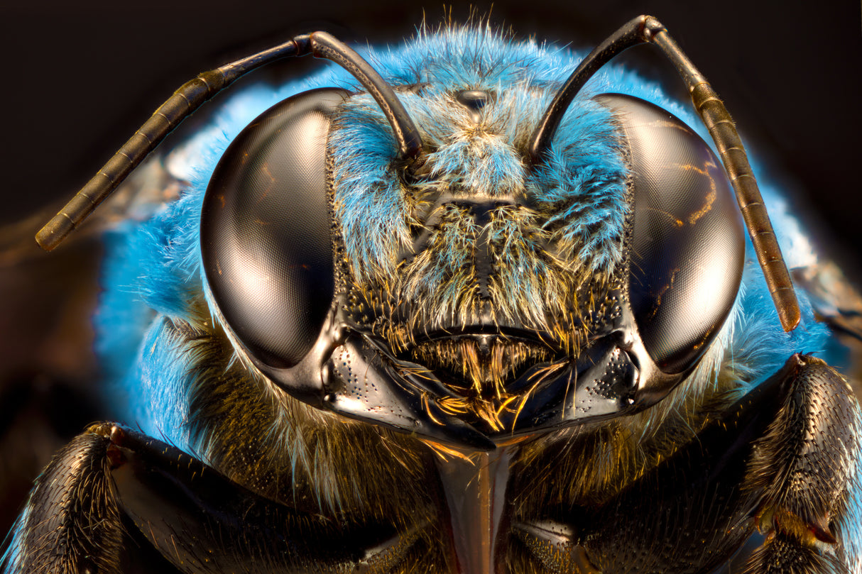 Xelocopa caerulea Poster och Canvastavla