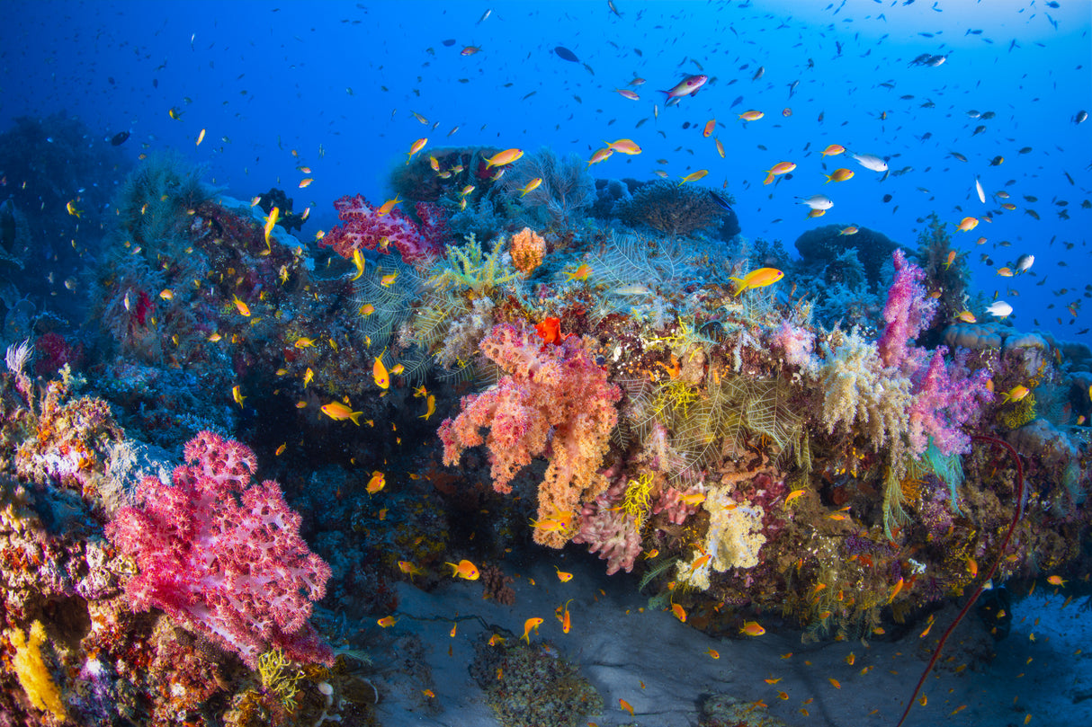 Colors of Soft Coral Poster och Canvastavla