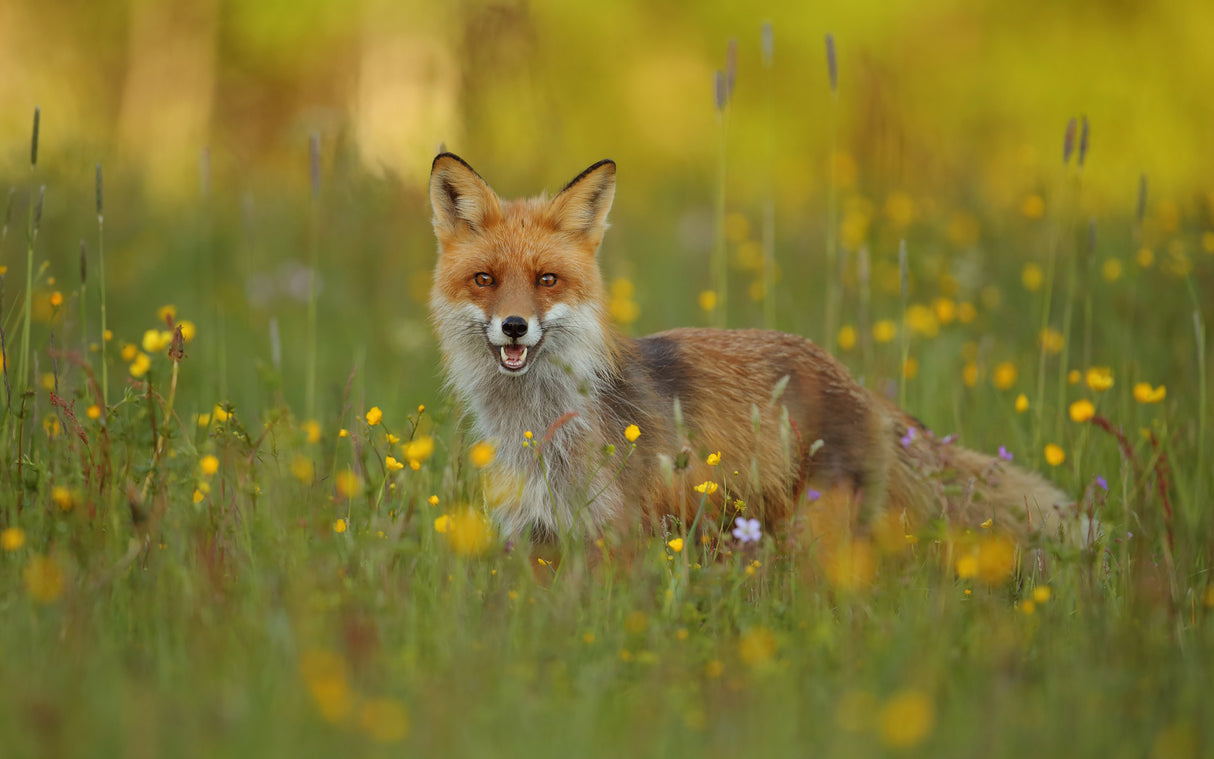 Red Fox Poster och Canvastavla