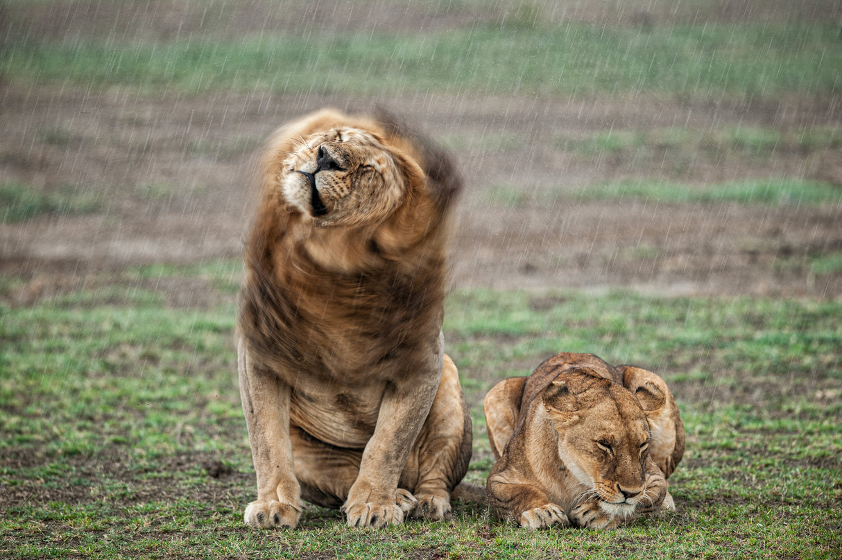 Shake your mane Poster och Canvastavla