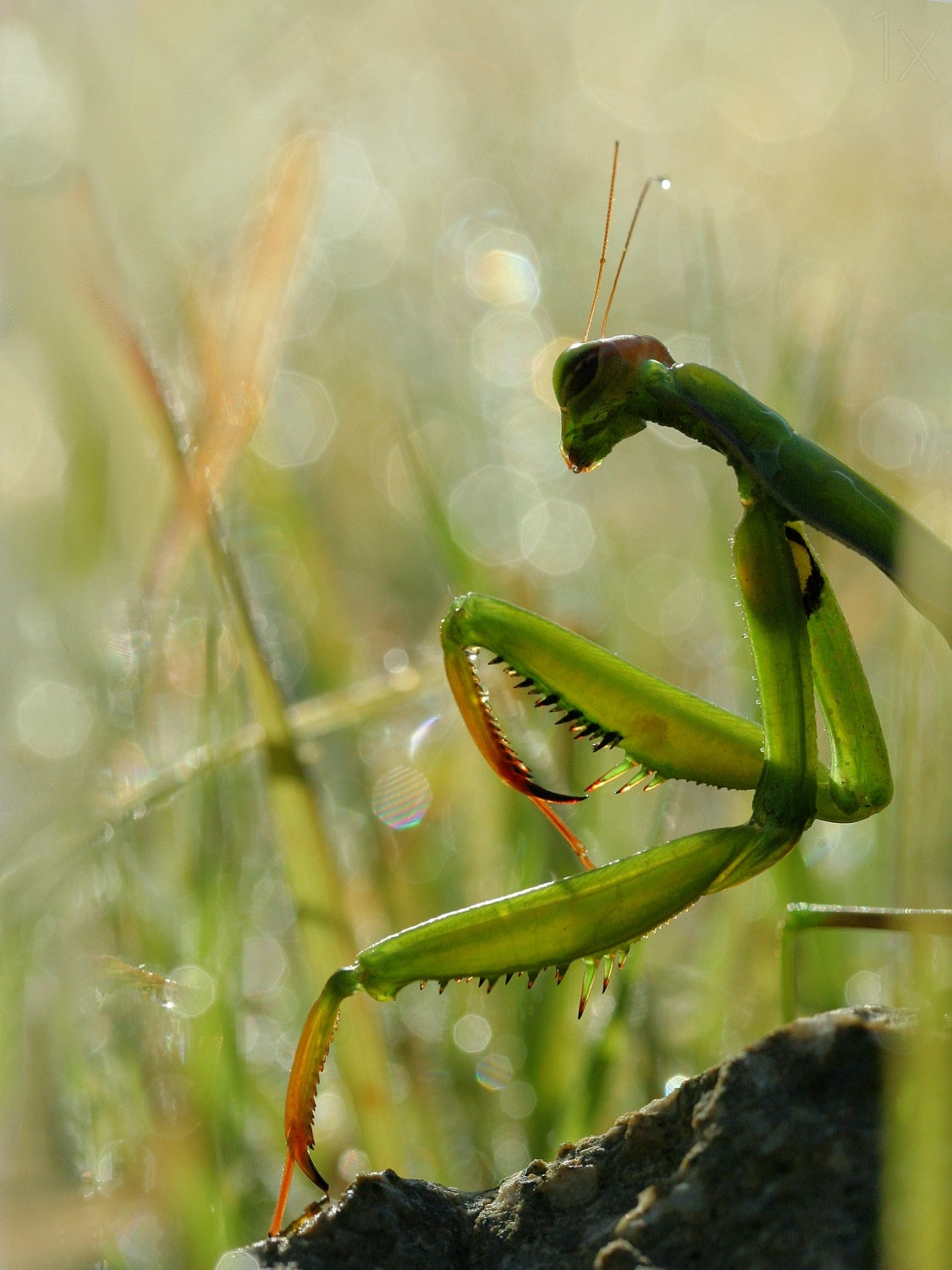 Mantis in the morning Poster och Canvastavla