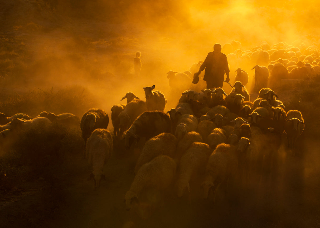 Herd and shepherd Poster och Canvastavla
