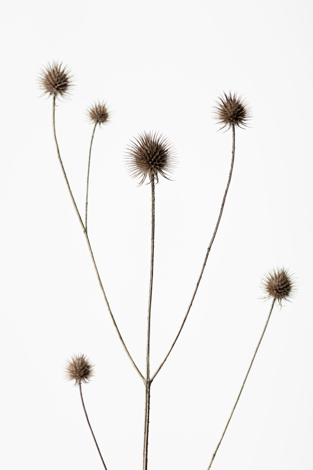 Thistle Grey 09 Poster och Canvastavla