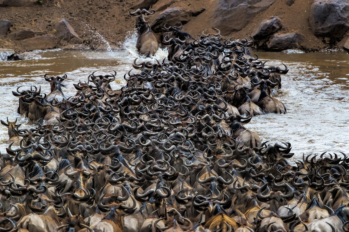 Wildebeests Crossing River Poster och Canvastavla