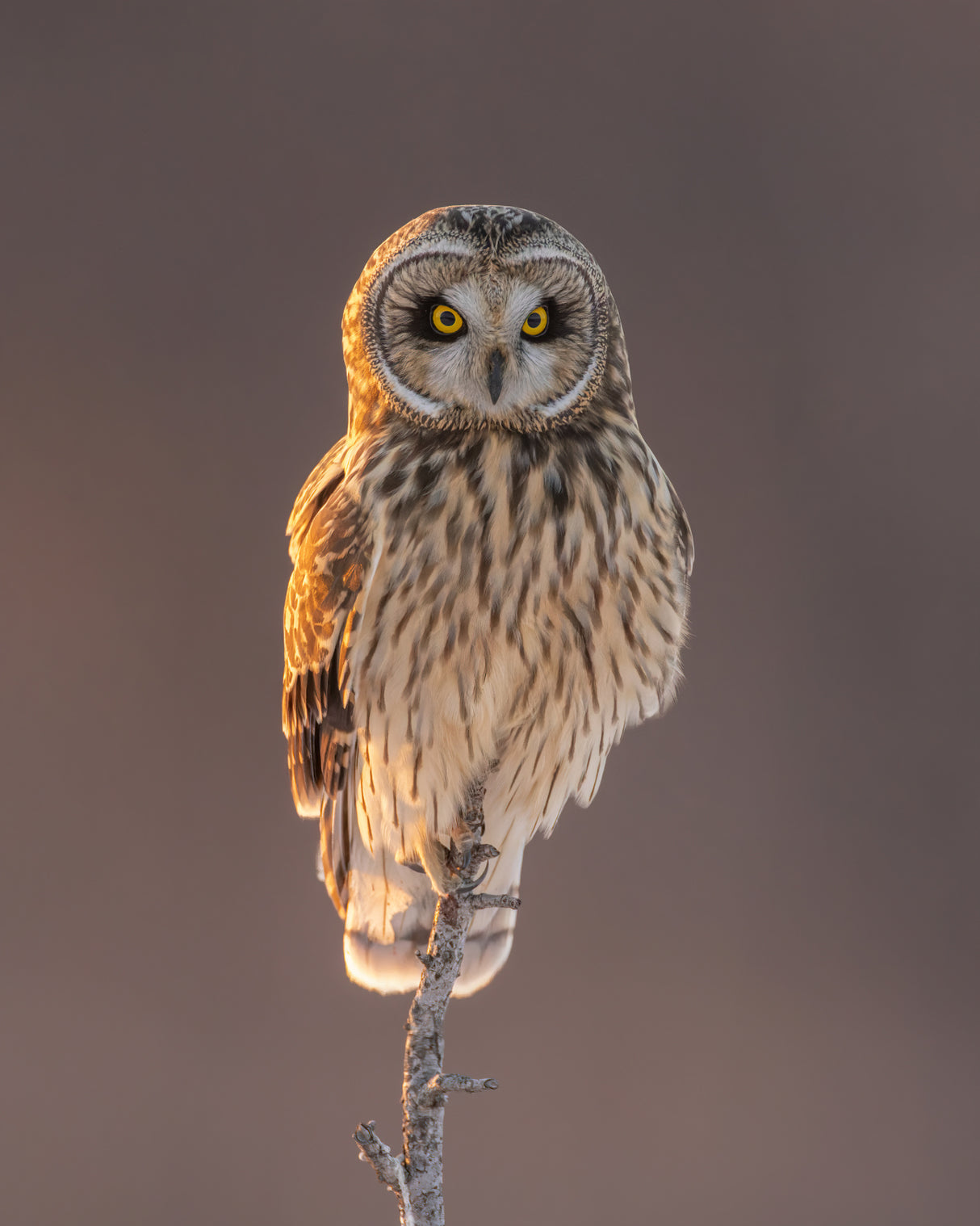 Short-eared Owl Poster och Canvastavla