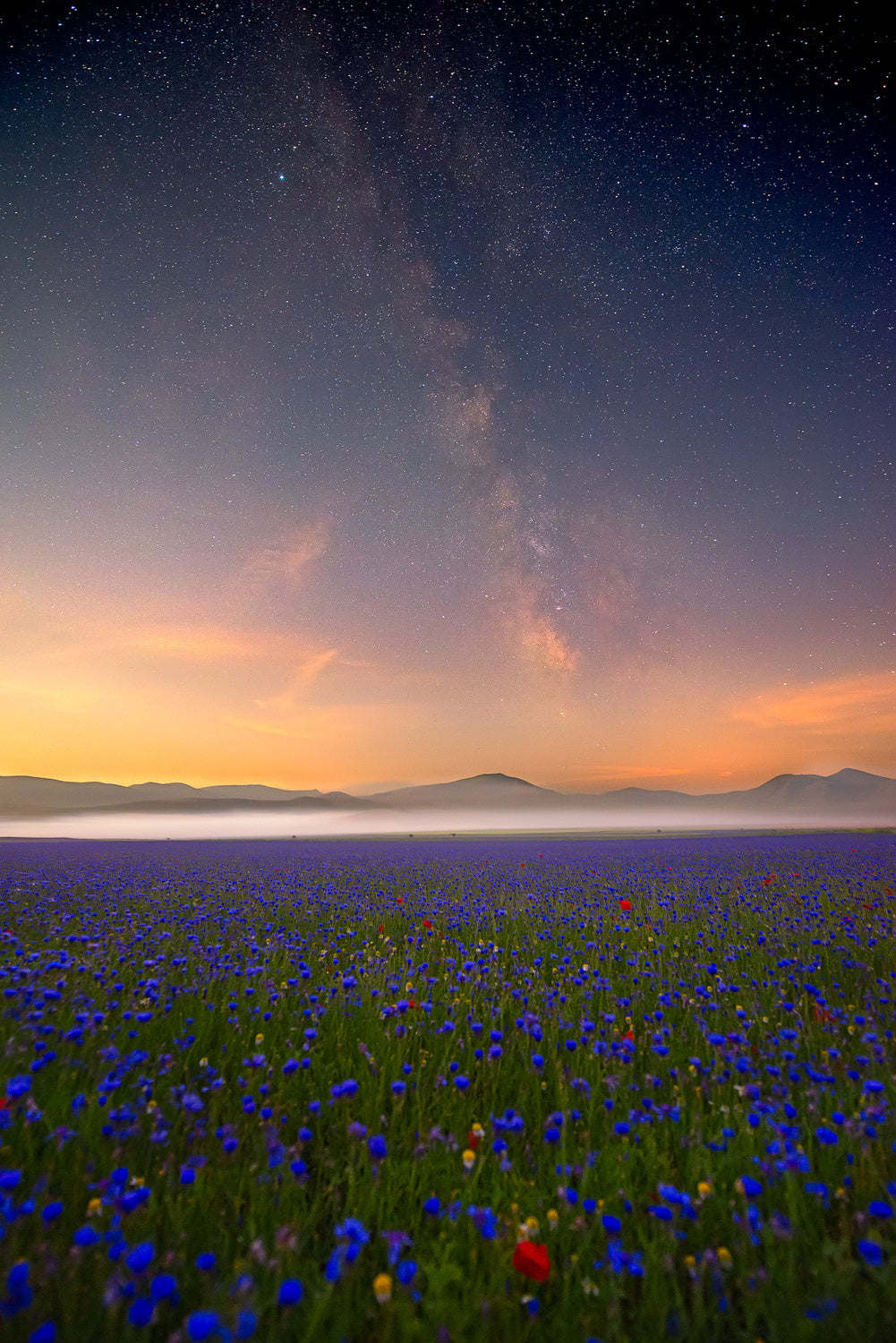 Night flowers Poster och Canvastavla