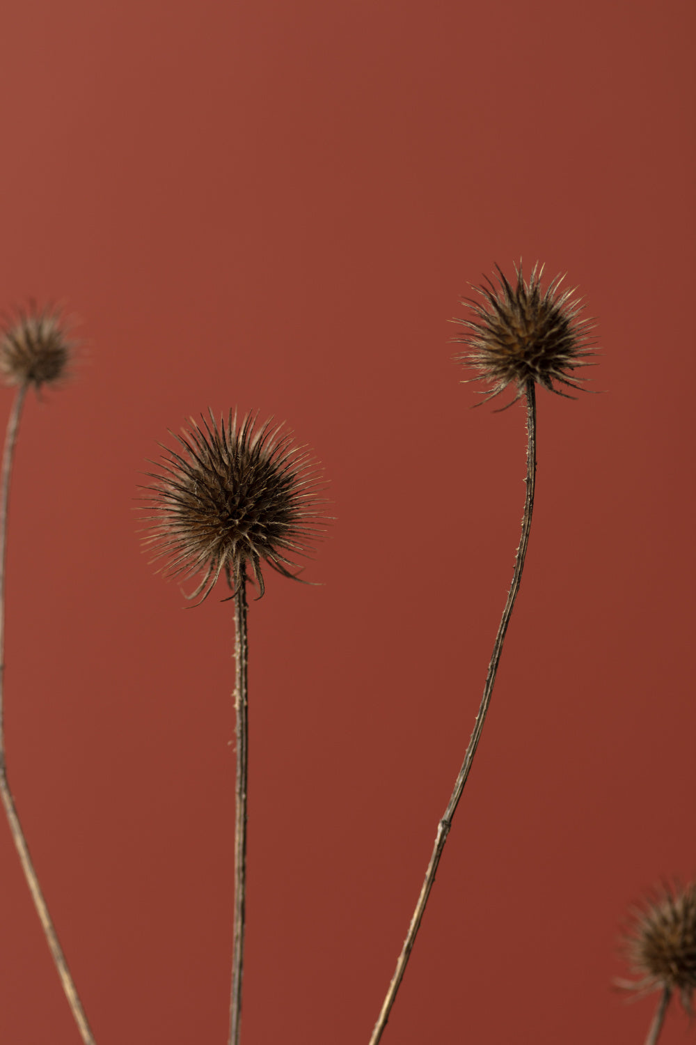 Thistle Rust Red 02 Poster och Canvastavla