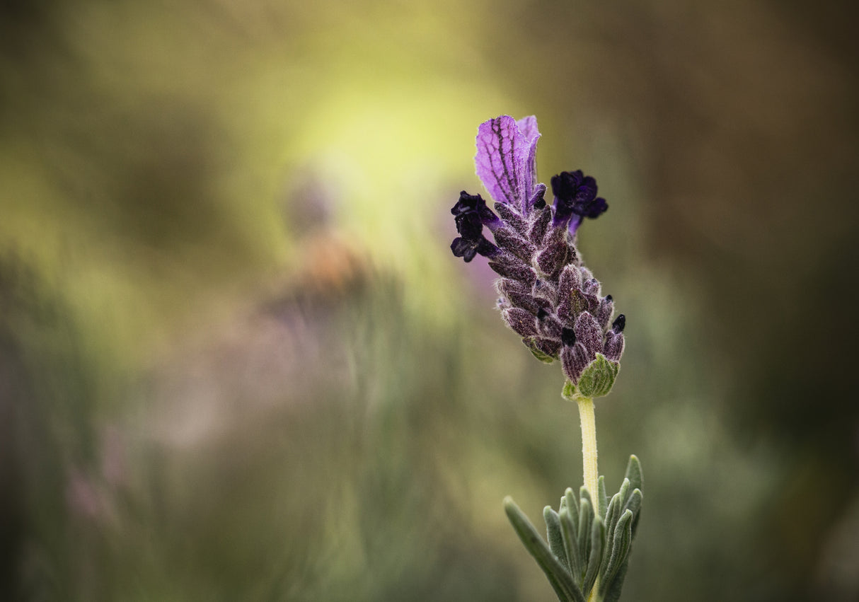 Lavender 1 2 Poster och Canvastavla