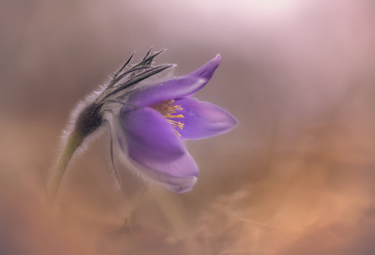 Pulsatilla vulgaris Poster och Canvastavla