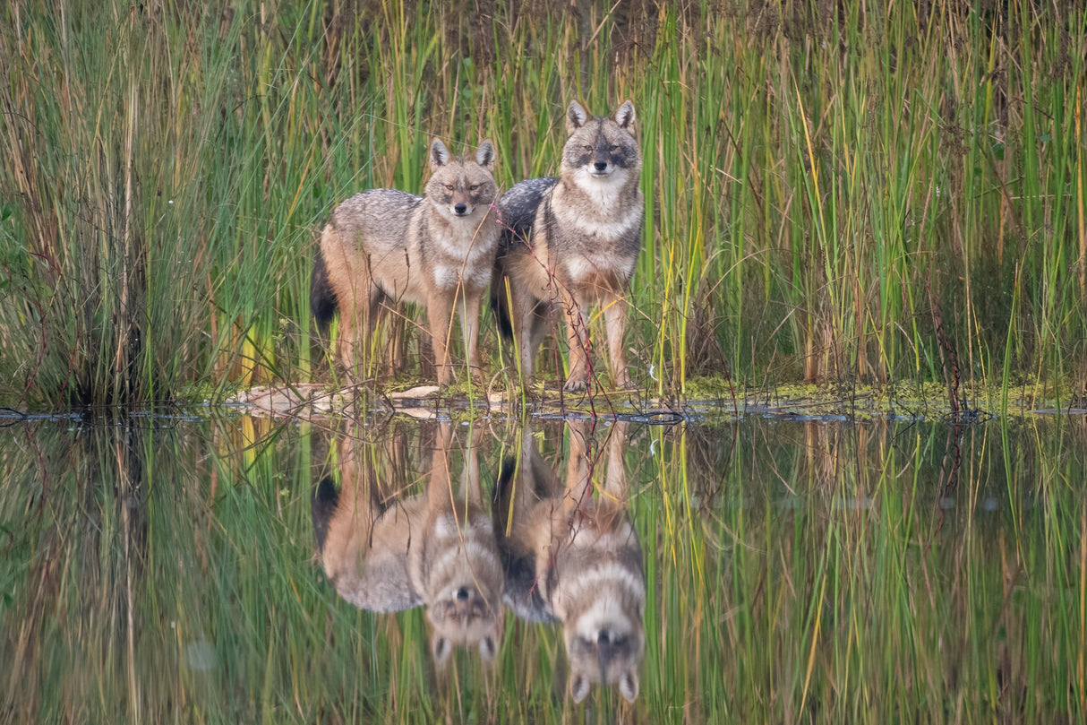Golden Jackals Poster och Canvastavla