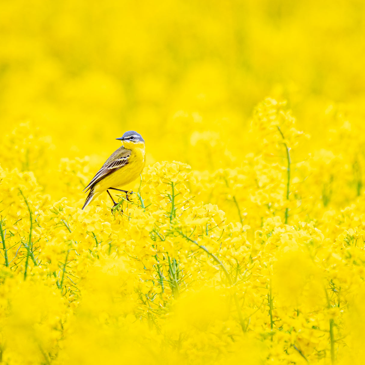 Yellow wagtail Poster och Canvastavla