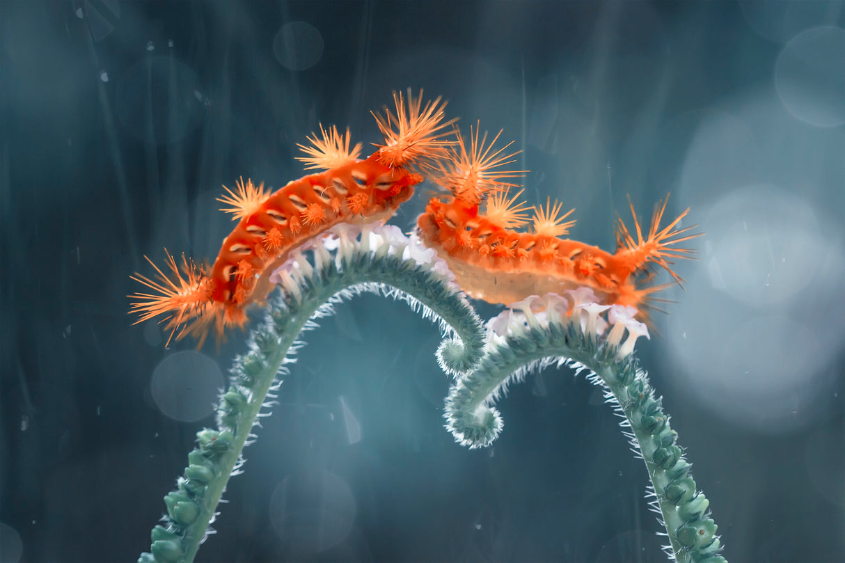 A Pair of Red Caterpillars Poster och Canvastavla