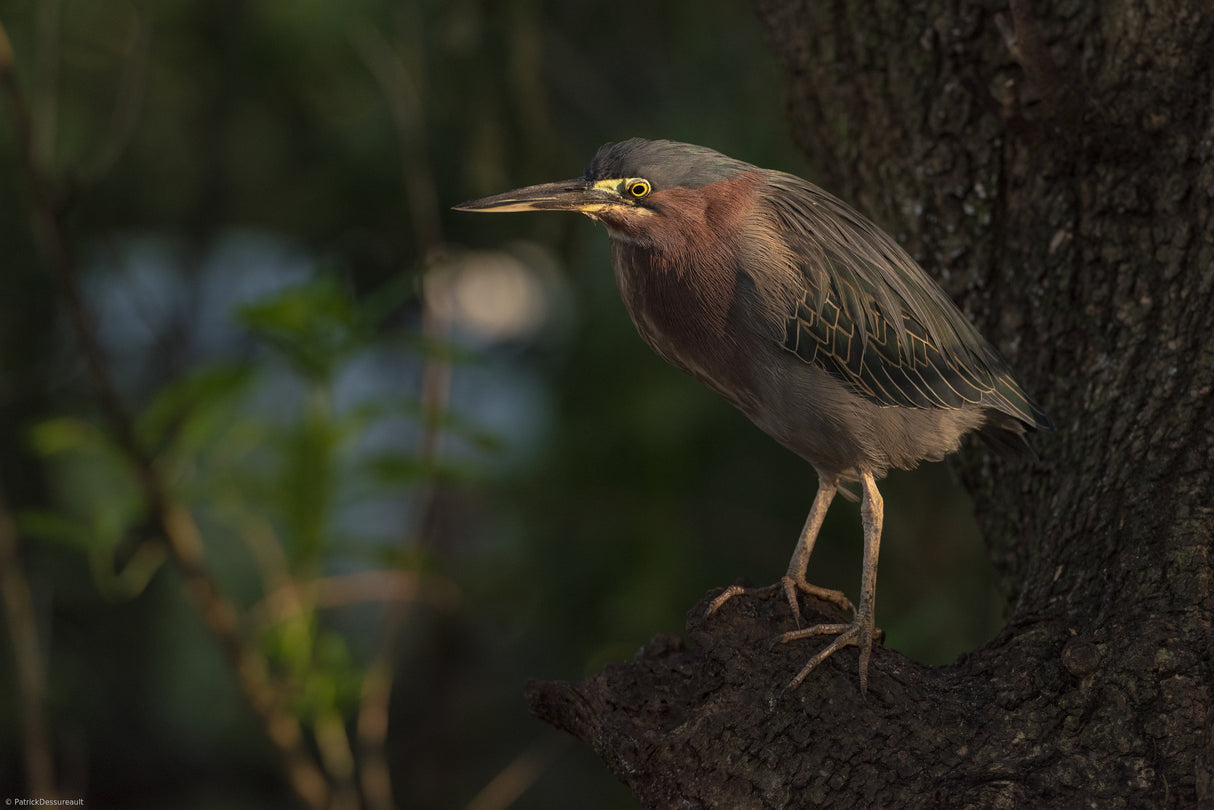 Green heron bird Poster och Canvastavla