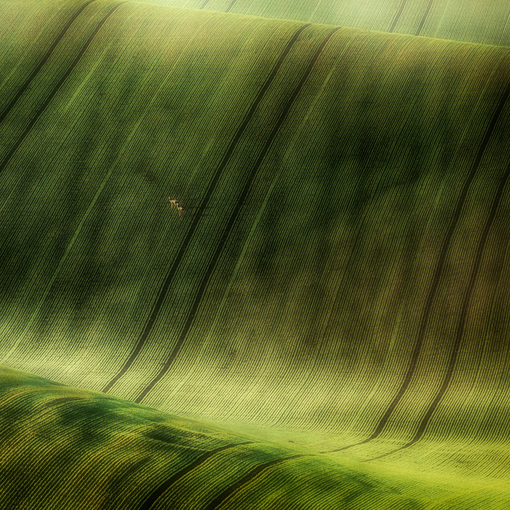 green fields Poster och Canvastavla
