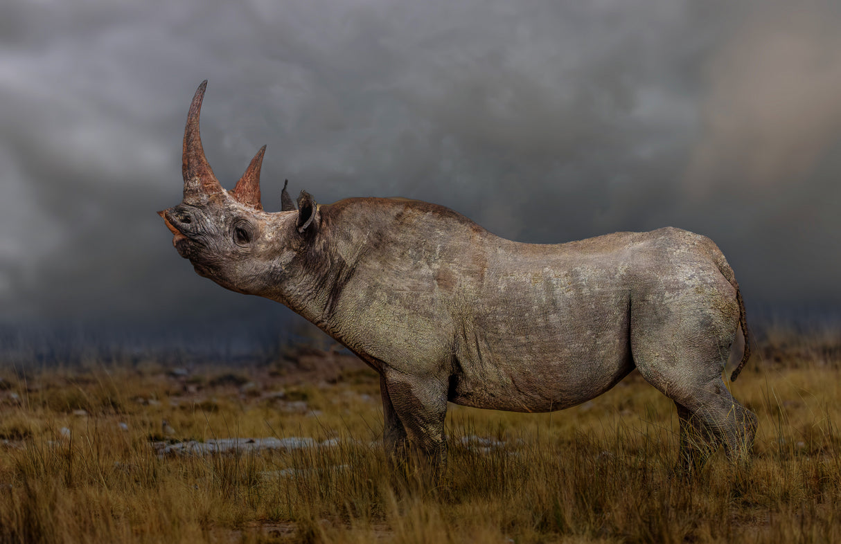 black rhino Poster och Canvastavla