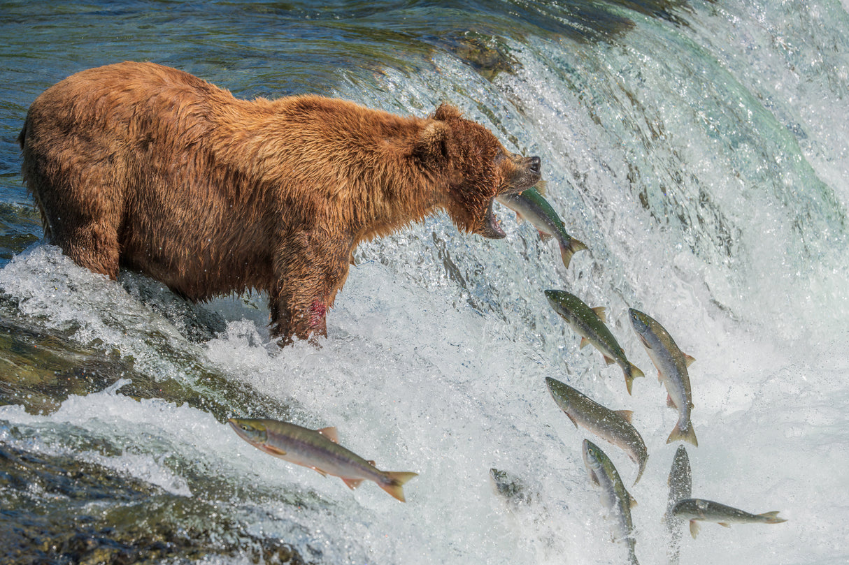 Perfect fishing spot Poster och Canvastavla