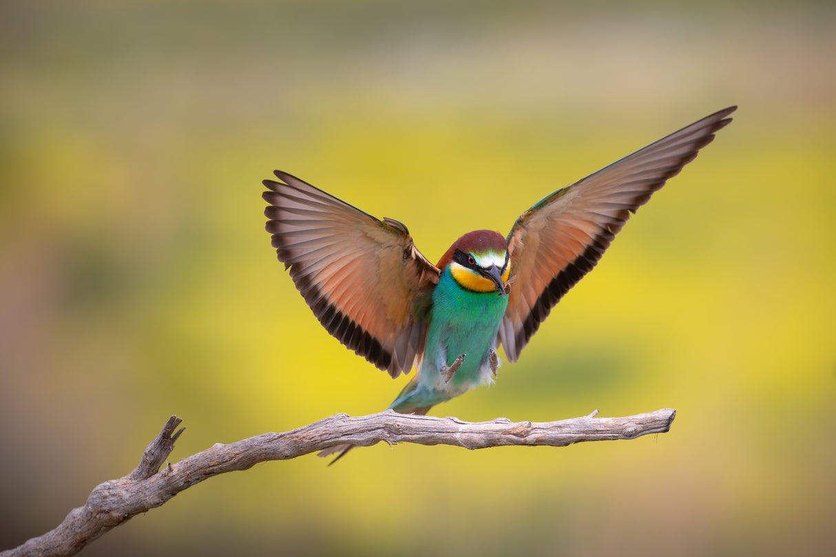 Mr. Bee-eater Poster och Canvastavla