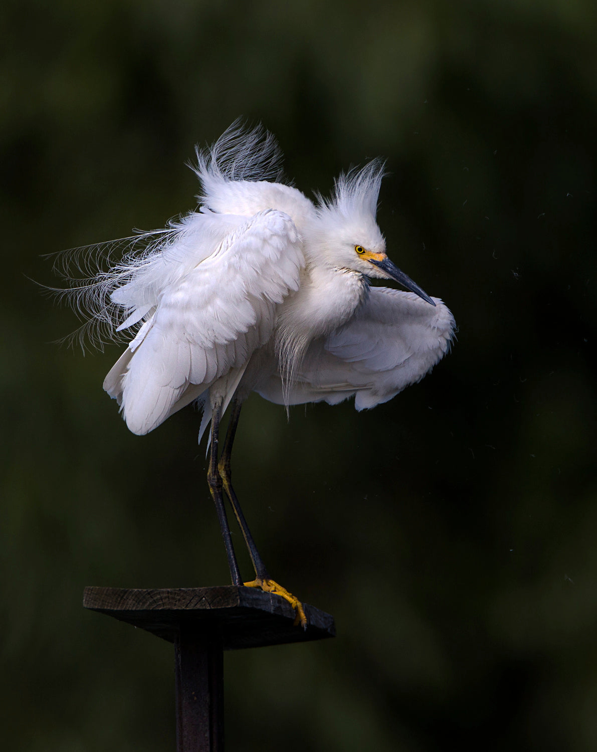 Fluffing up... Poster och Canvastavla