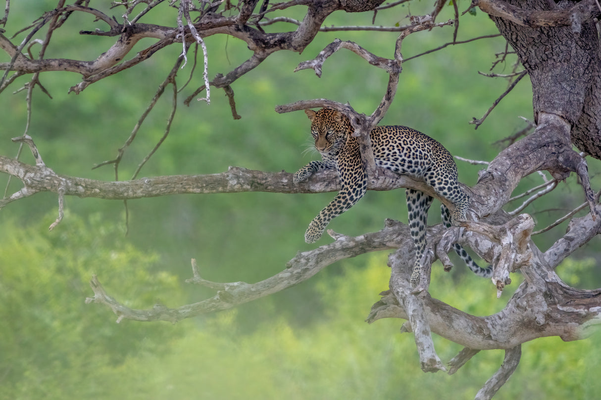 Leopard in Green Poster och Canvastavla