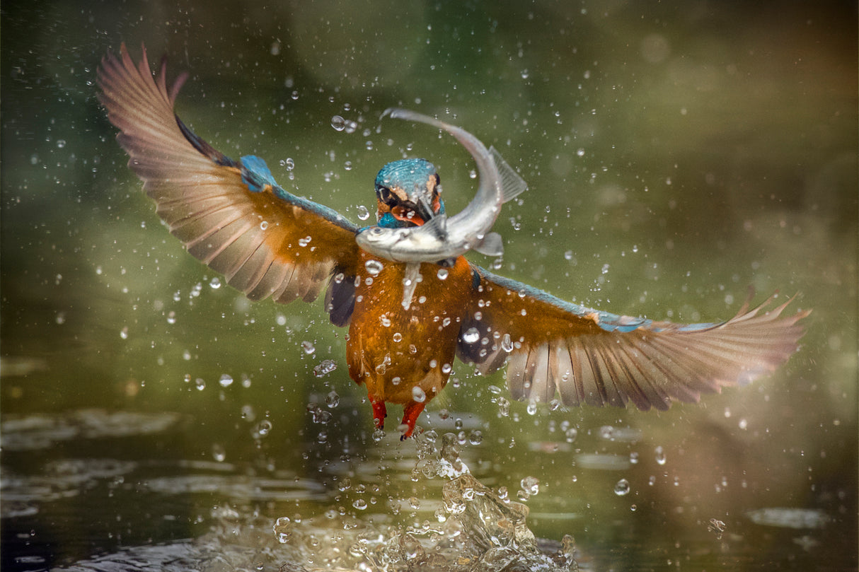 kingfisher Poster och Canvastavla