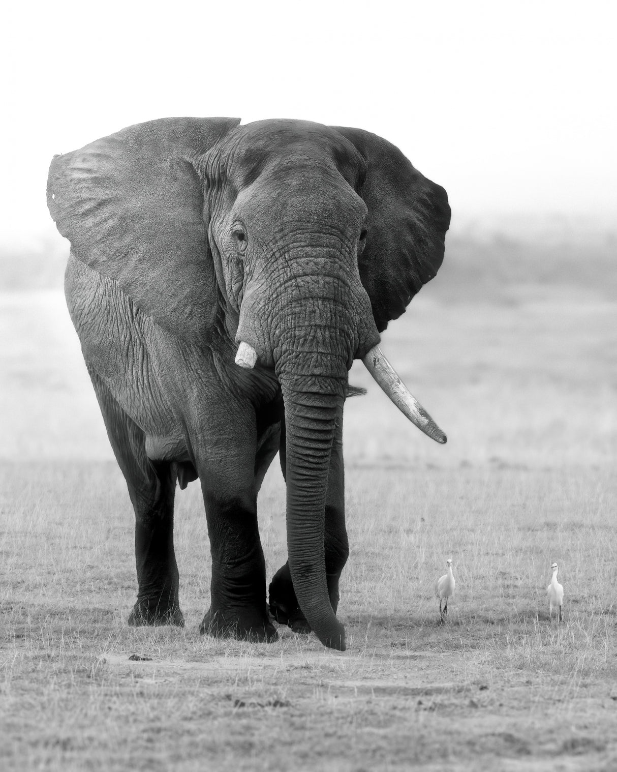 An Elephant with a Broken Tooth Poster och Canvastavla