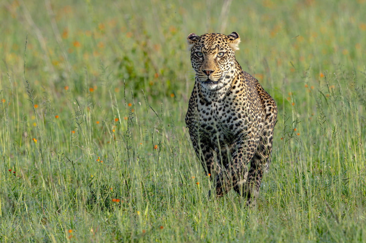 Running Leo Poster och Canvastavla