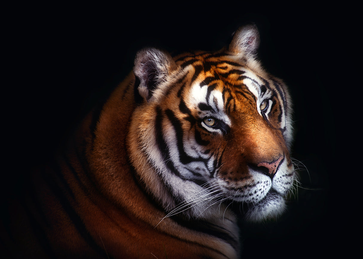 Tiger Poster och Canvastavla