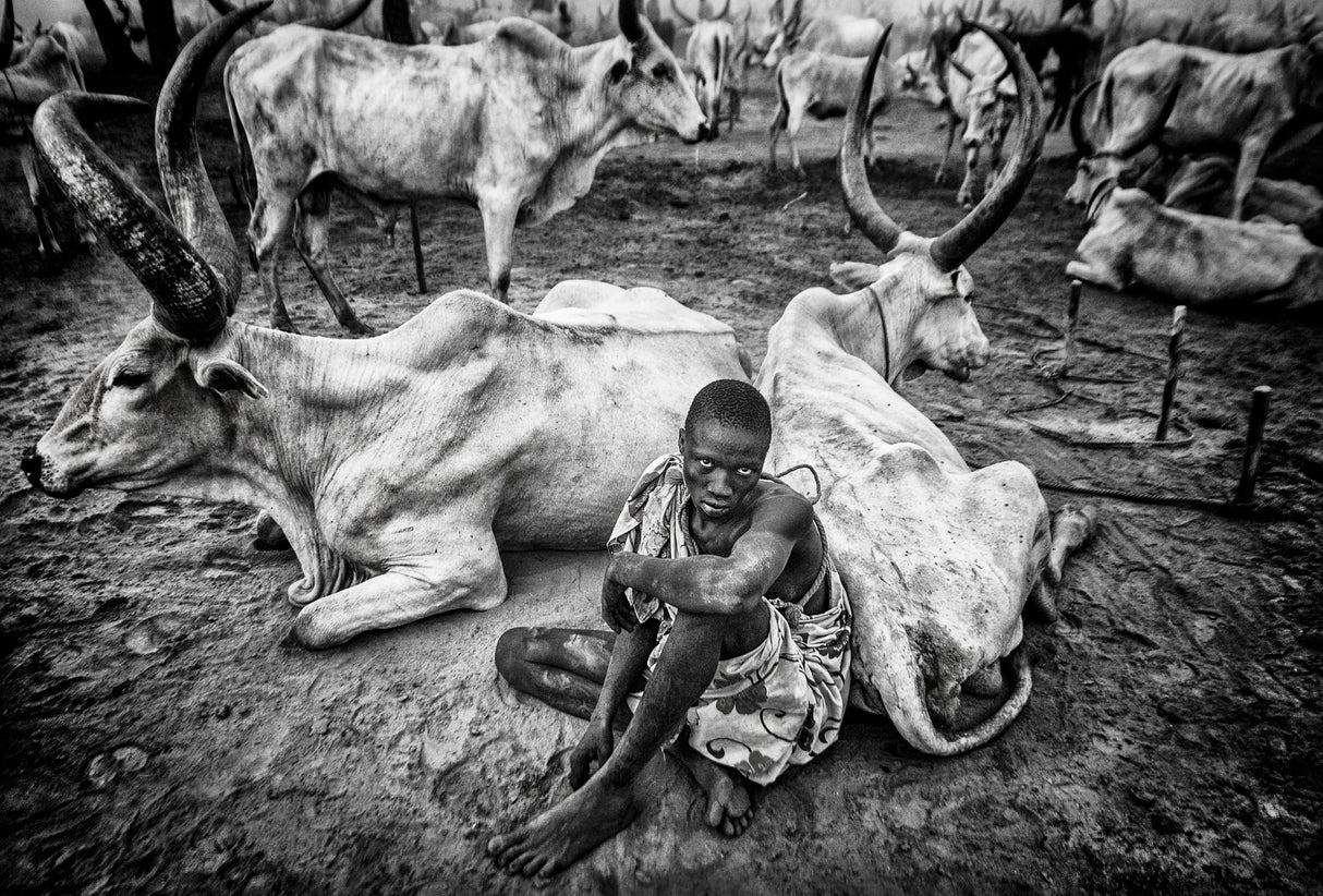 A scene of life in a mundari cattle camp - South Sudan Poster och Canvastavla