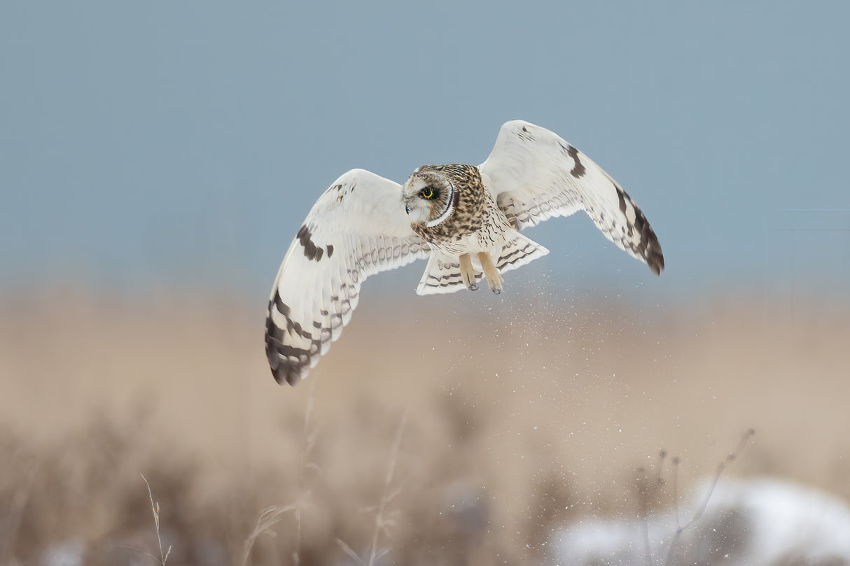 Short-eared Owl Poster och Canvastavla
