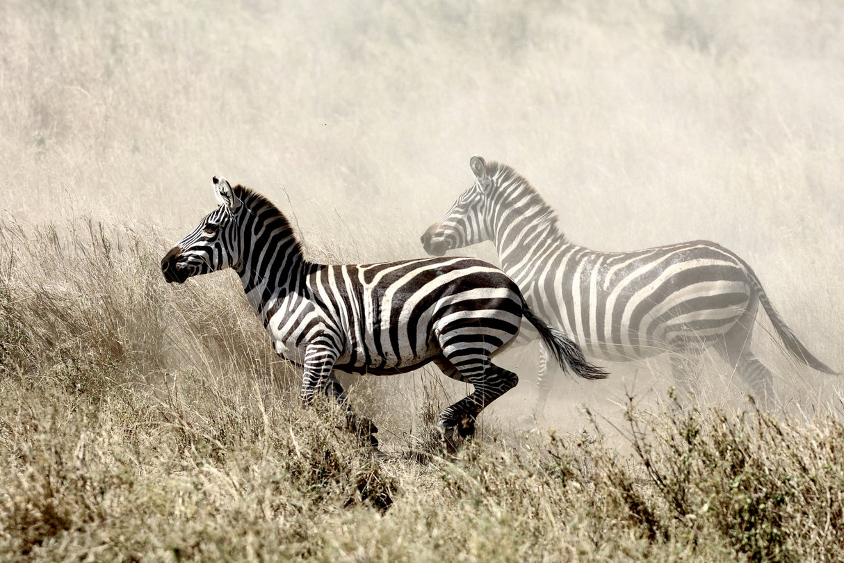 The Zebra Chase Poster och Canvastavla