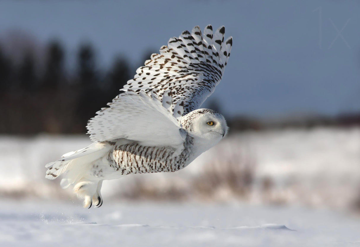 Bubo scandiacus Poster och Canvastavla