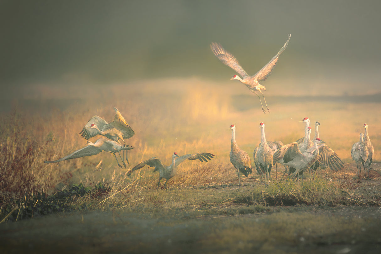 Morning Frolic Poster och Canvastavla