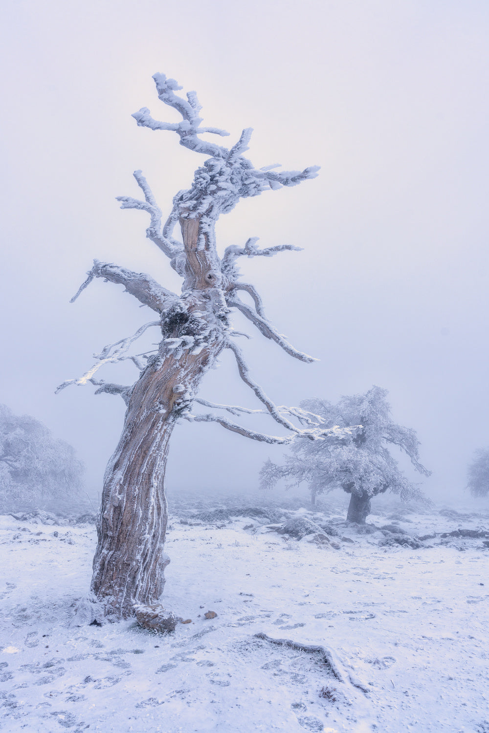 Nieve en el sur de España Poster och Canvastavla