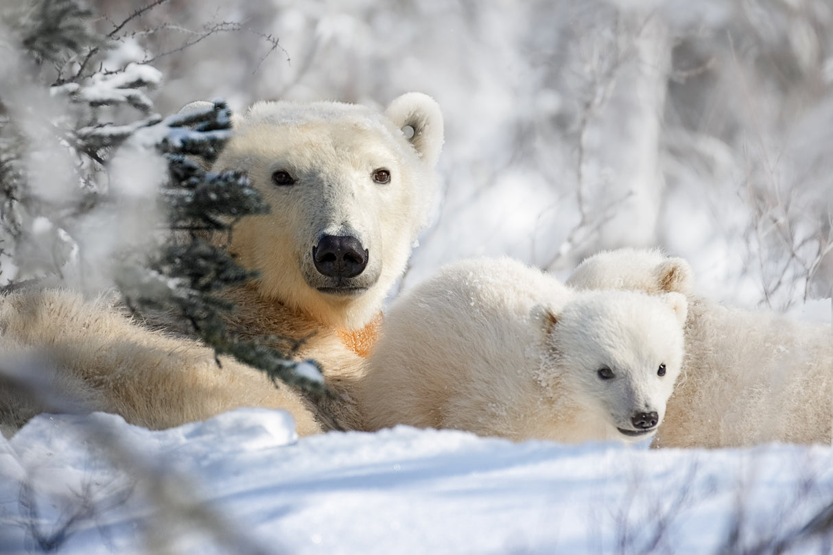 Mom and cubs Poster och Canvastavla