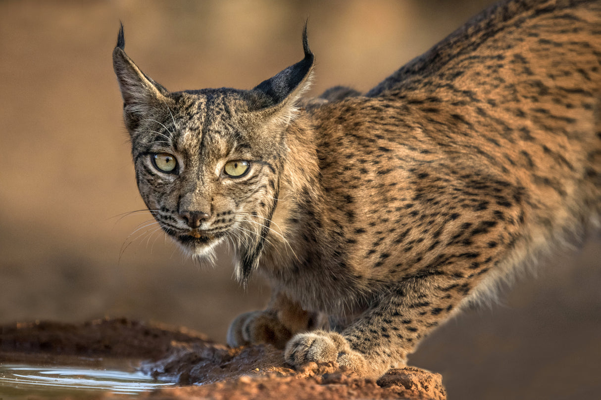 Wild Iberian Lynx Poster och Canvastavla