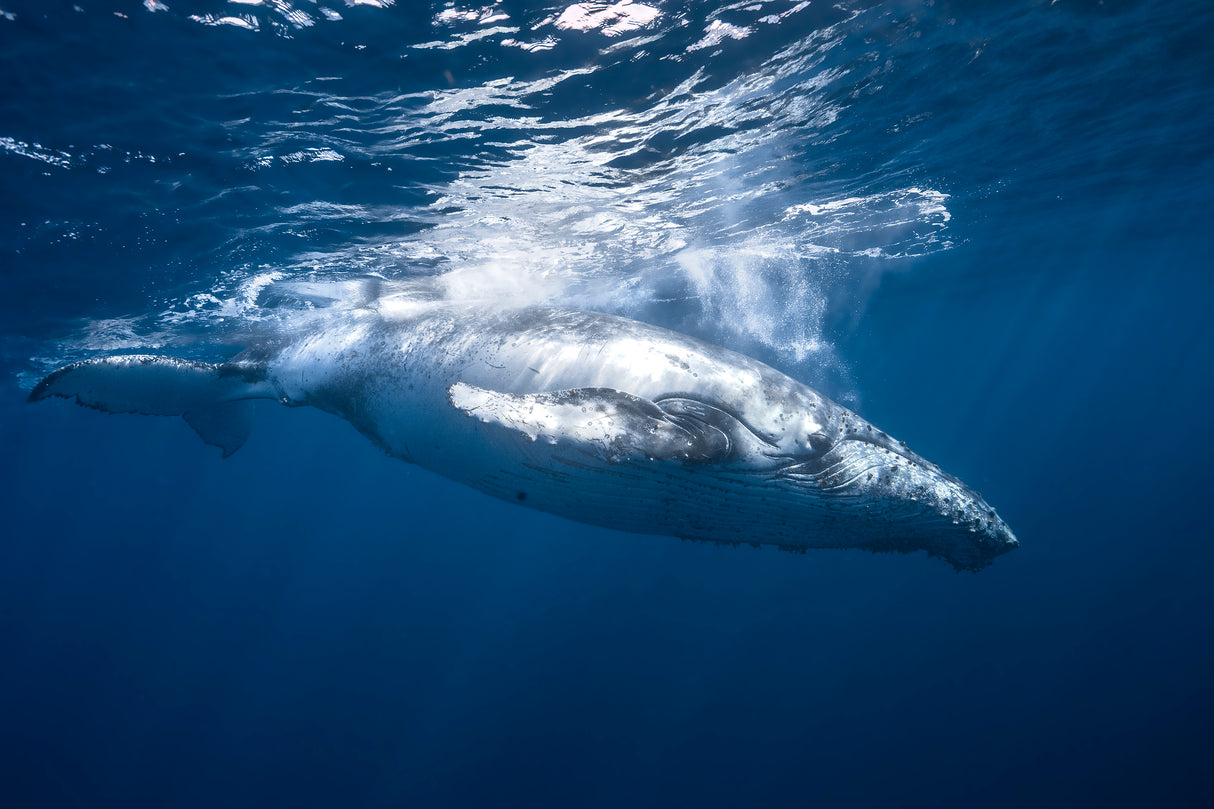 Humpback whale of Réunion Island Poster och Canvastavla