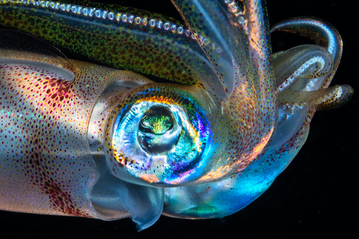 Eye of Squid Poster och Canvastavla