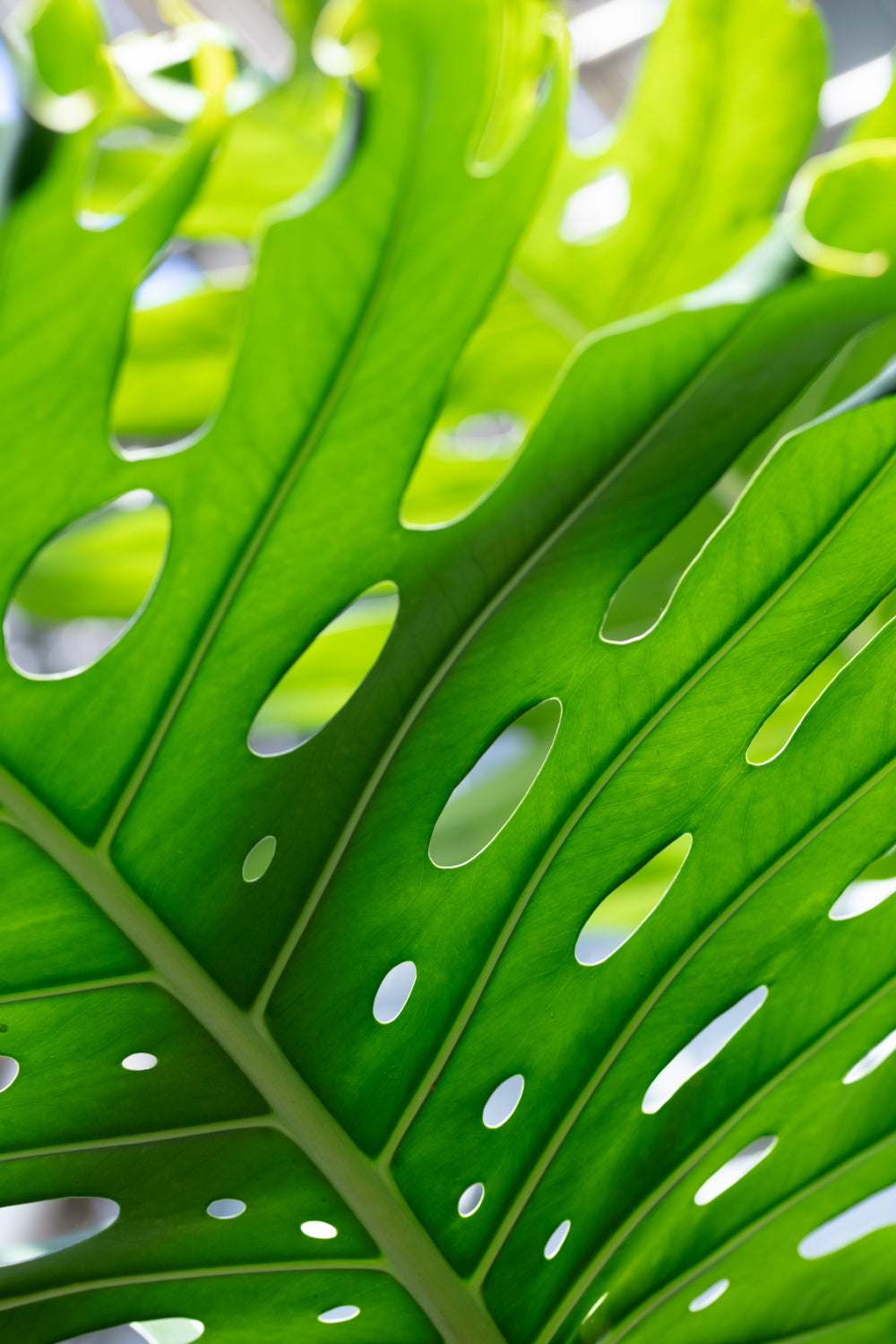 Graphic Leaf_1 Poster och Canvastavla