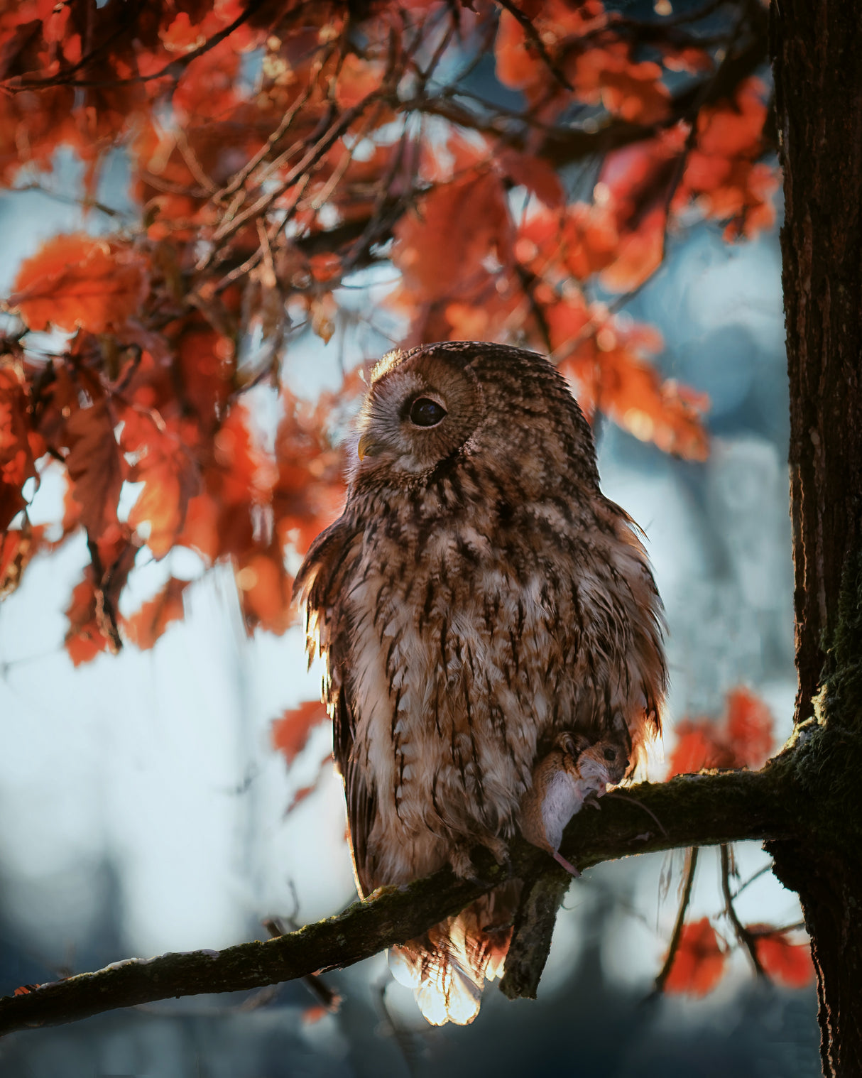 Resting owl with prey Poster och Canvastavla
