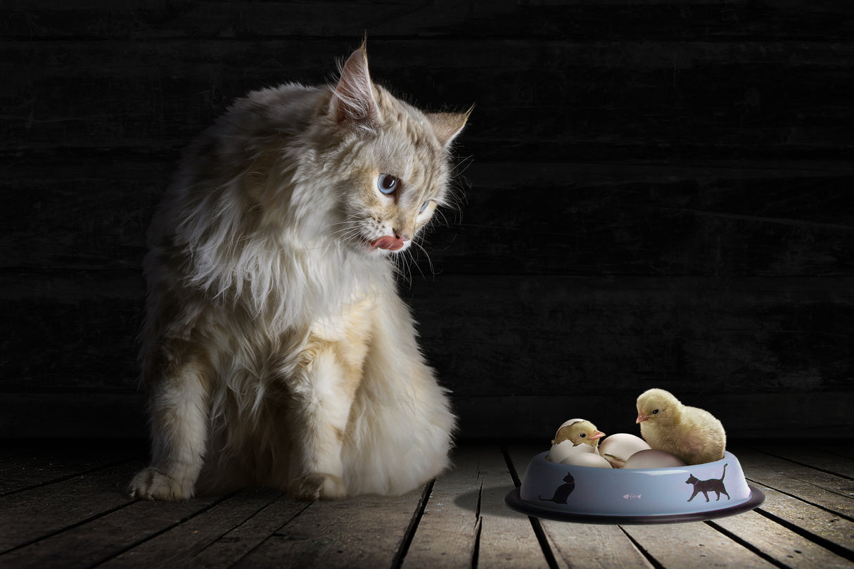 CatDinner Poster och Canvastavla
