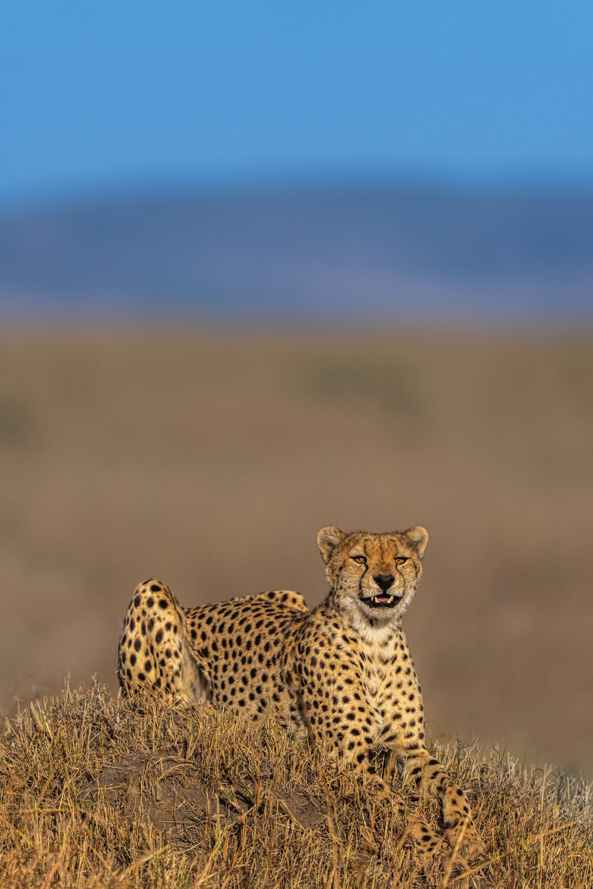 Cheetah Poster och Canvastavla