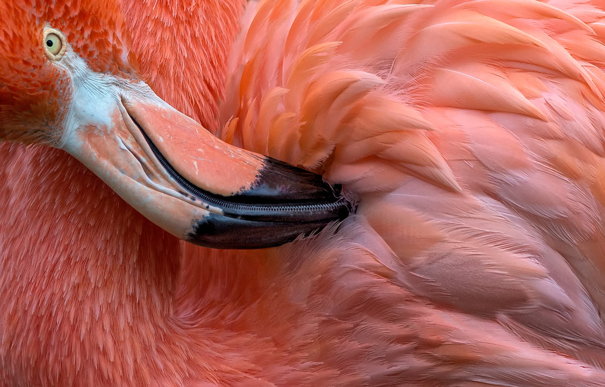 Flamingo Close Up Poster och Canvastavla