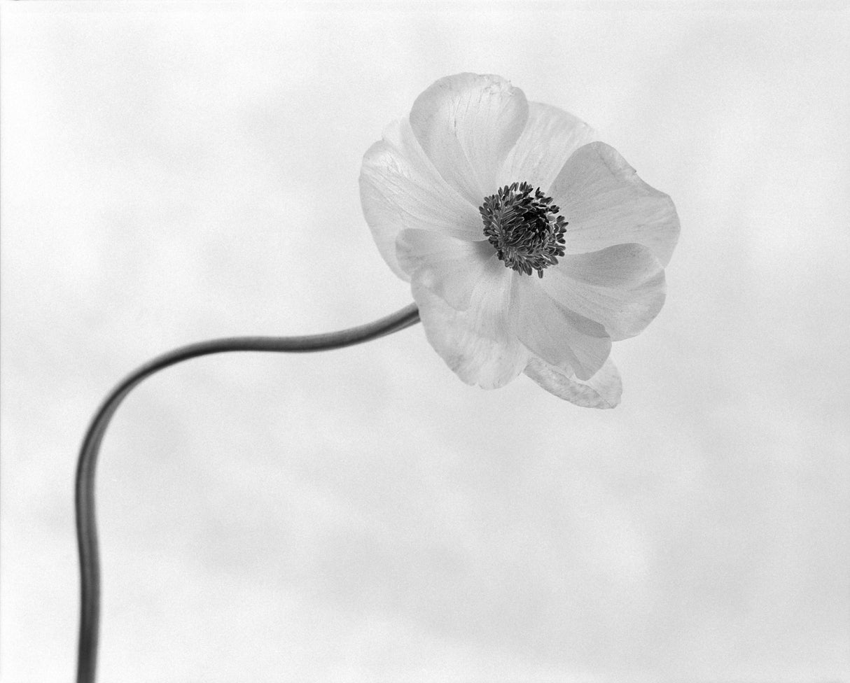 Anemone No. 3 Poster och Canvastavla