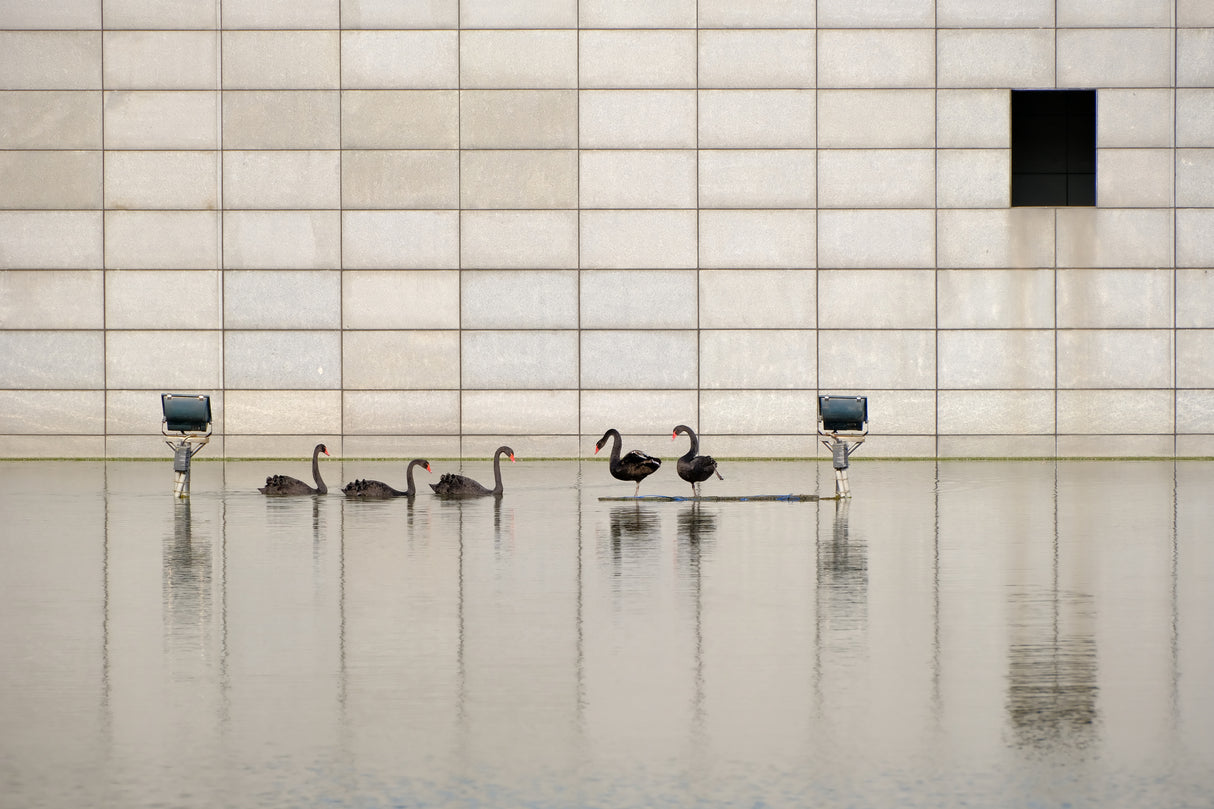 black swan Poster och Canvastavla