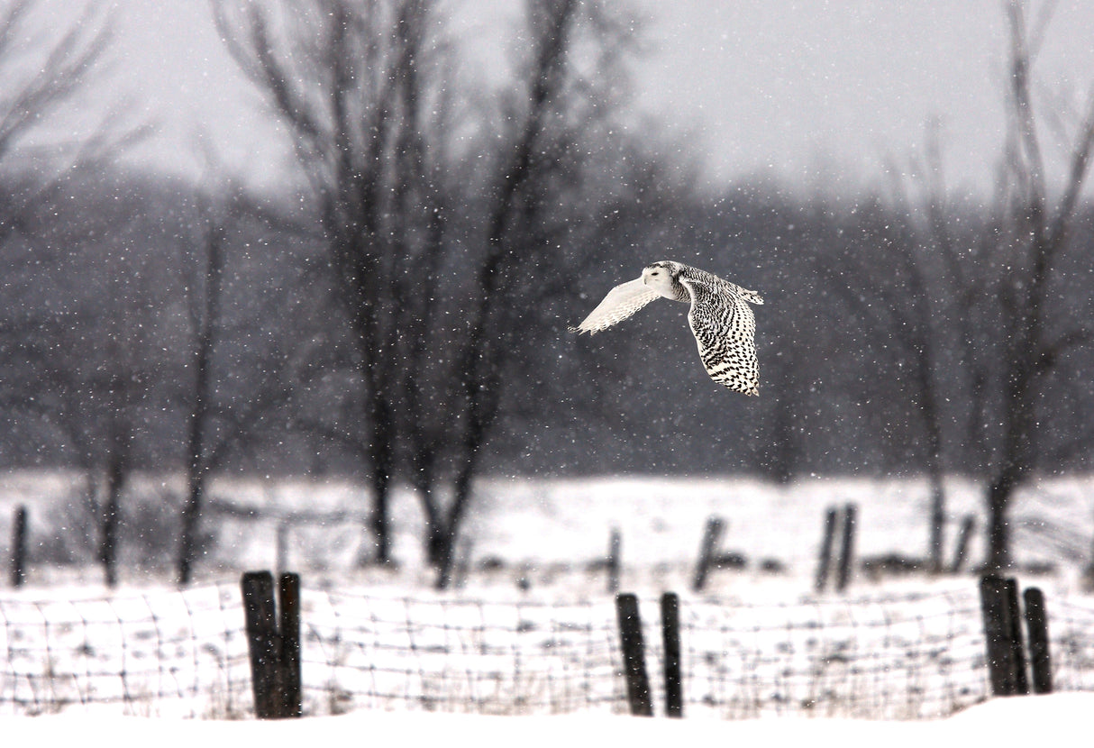 Snowy Owl flying through the snow Poster och Canvastavla