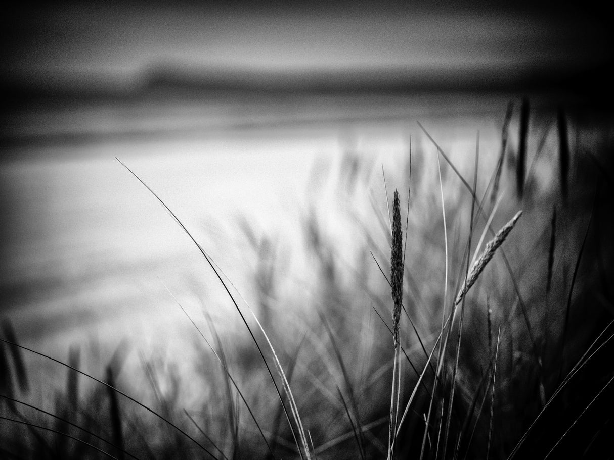 dune grass spot Poster och Canvastavla