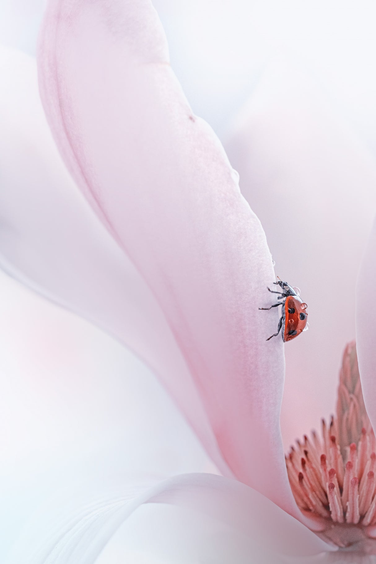 Ladybug Poster och Canvastavla