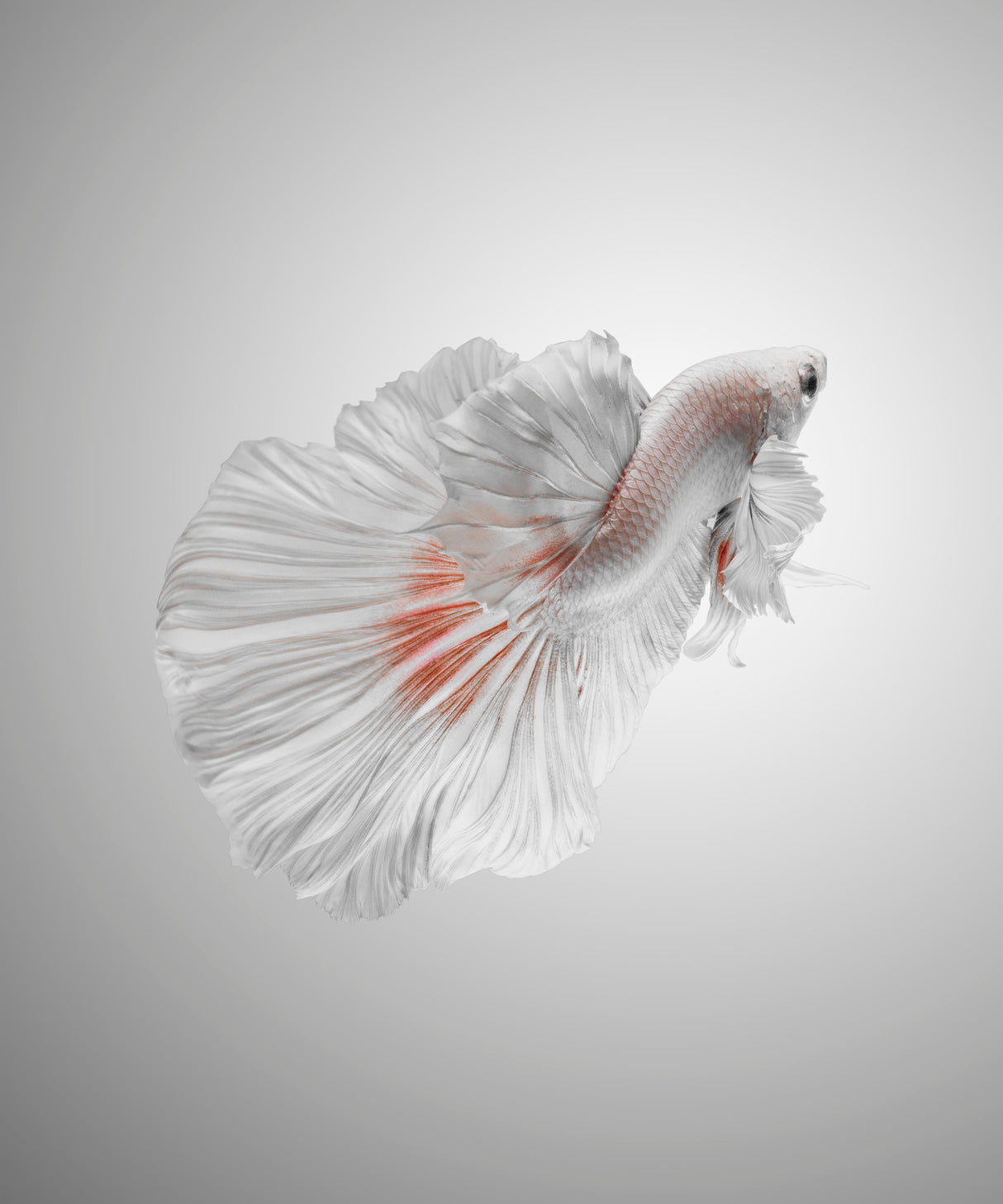 White Betta Poster och Canvastavla